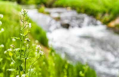 生態(tài)文化對林業(yè)科學的價值