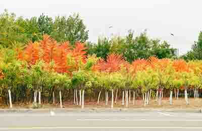 綠化養(yǎng)護(hù)管理論文